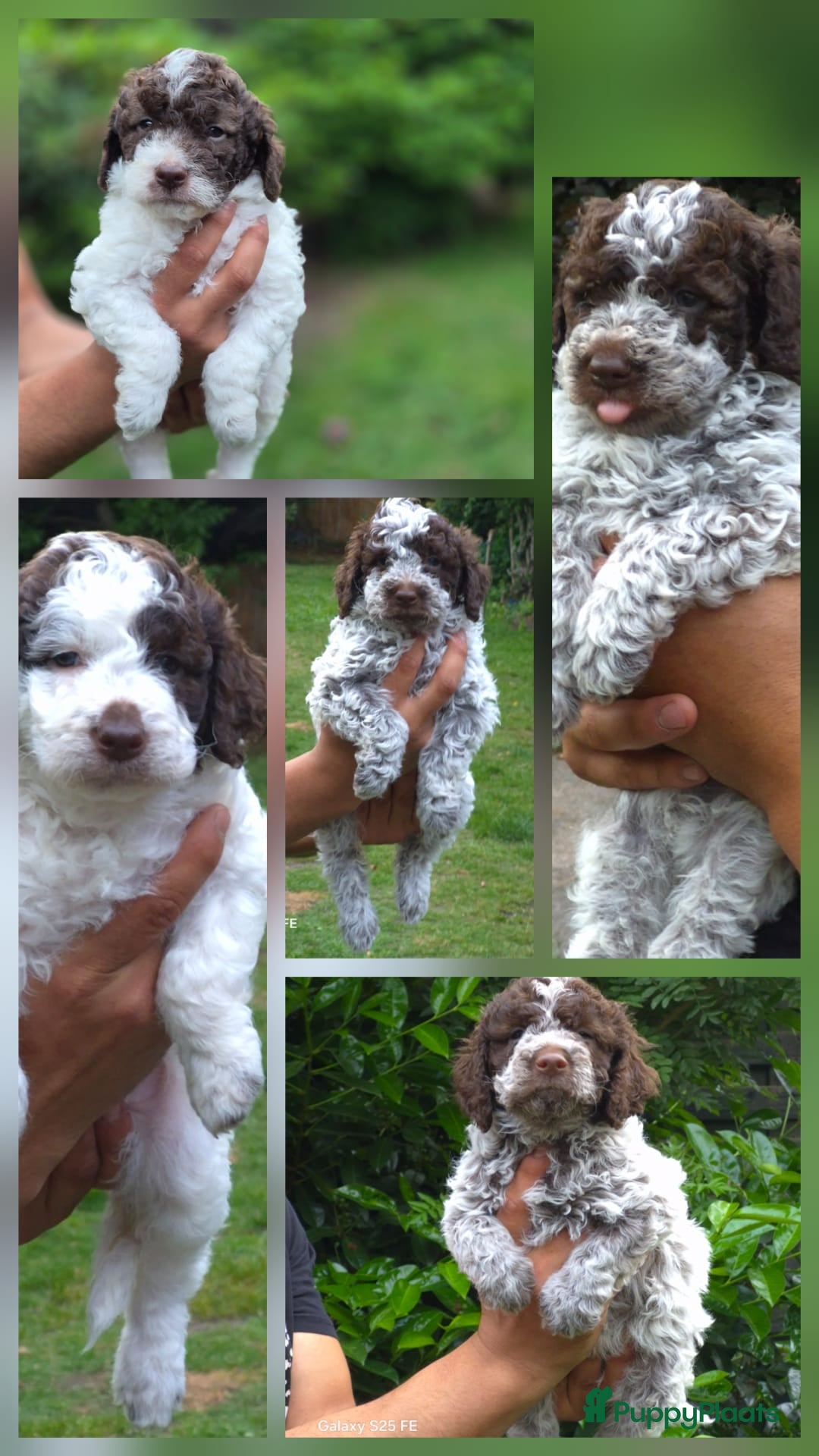 Lagotto Romagnolo honden Italiaanse waterpuppy's - Advertentie 1