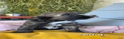 Tibetaanse Terriër honden te koop: Tibetaanse terriër pups met FCI stamboom - Advertentie 17