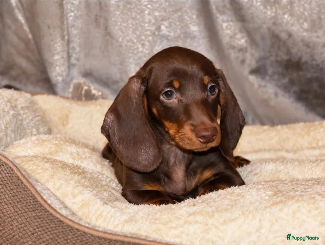 Dwergteckel honden te koop: Dwergteckel pups - Advertentie 2
