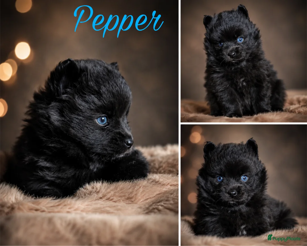 Pomsky honden te koop: Unieke Pomsky Pups - Advertentie 2