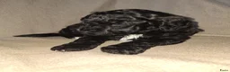 Labradoodle honden te koop: Lieve Labradoodle puppy mediumxmini bruin en zwart in Langbroek - Advertentie 5