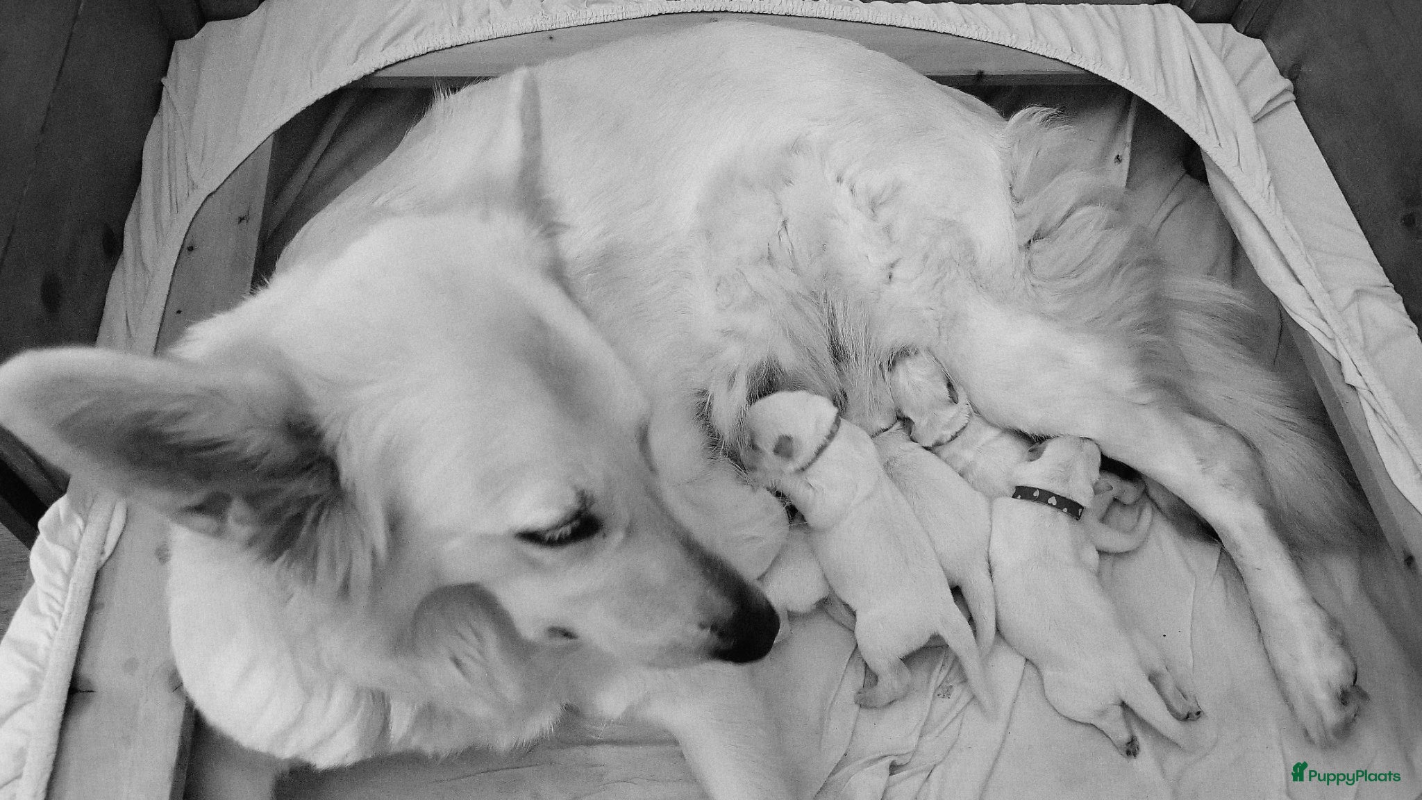 Zwitserse Witte Herdershond honden Zwitserse Witte Herderpups - Advertentie 1