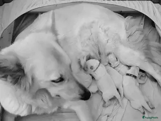 Zwitserse Witte Herdershond honden Zwitserse Witte Herderpups - Advertentie 1