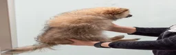 Kruising honden te koop: 4 Prachtige Keeshond/Pomeriaan pups (Oranje-Sabel) in Den Haag - Advertentie 17