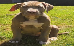 Amerikaanse Bully honden te koop: American bully XL pups in Zaandijk - Afbeelding 2