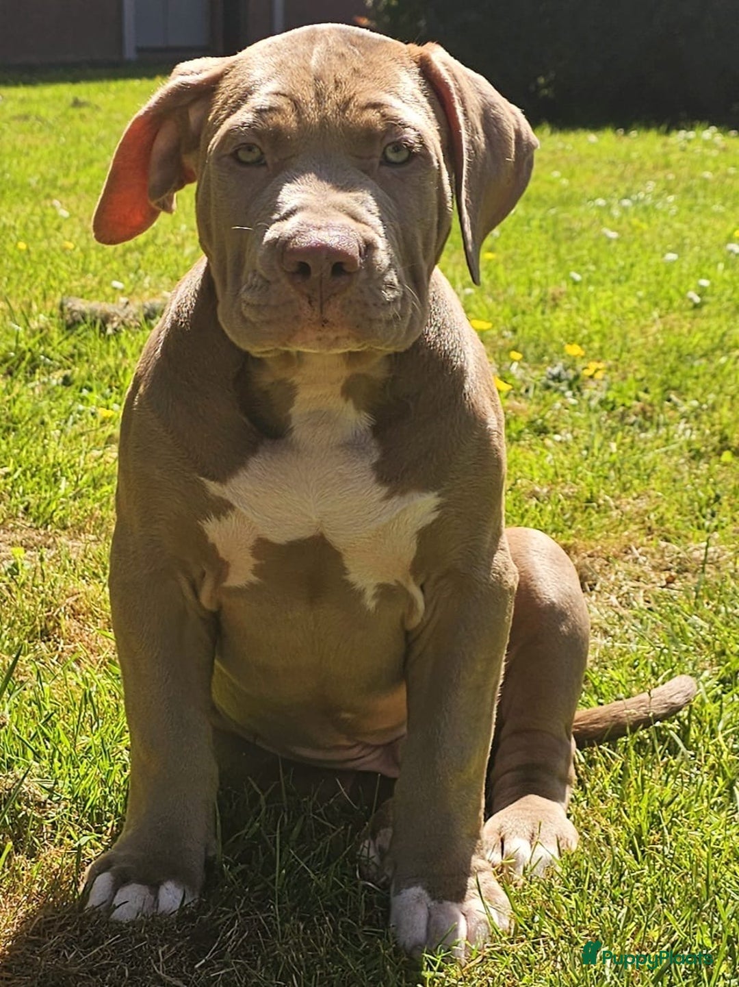 Amerikaanse Bully honden te koop: American bully XL pups in Zaandijk - Afbeelding 2