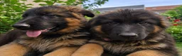 Duitse Herder honden te koop: Duitse herders langharige  - Advertentie 1