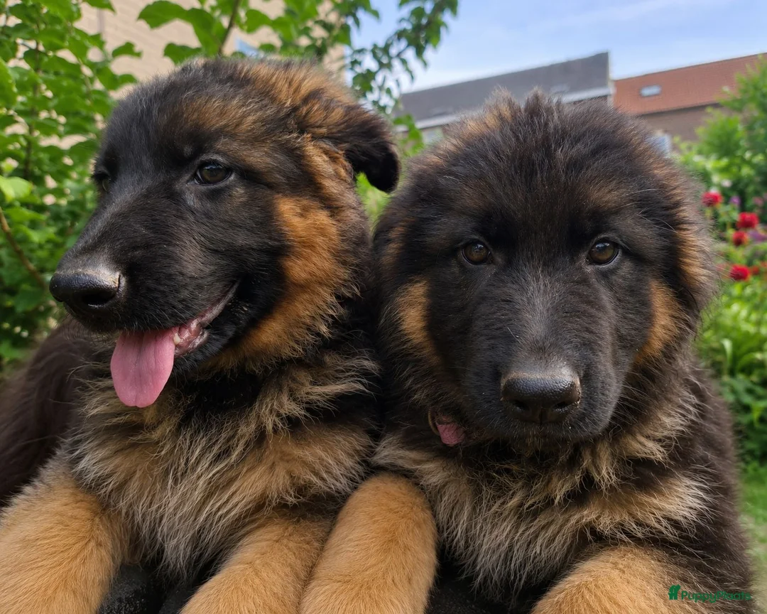 Duitse Herder honden te koop: Duitse herders langharige  - Advertentie 1
