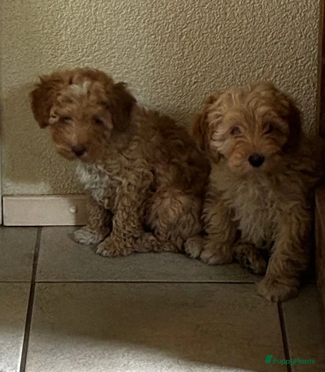 Kruising honden te koop: Maltipoo X Labradoodle Medium - Advertentie 2