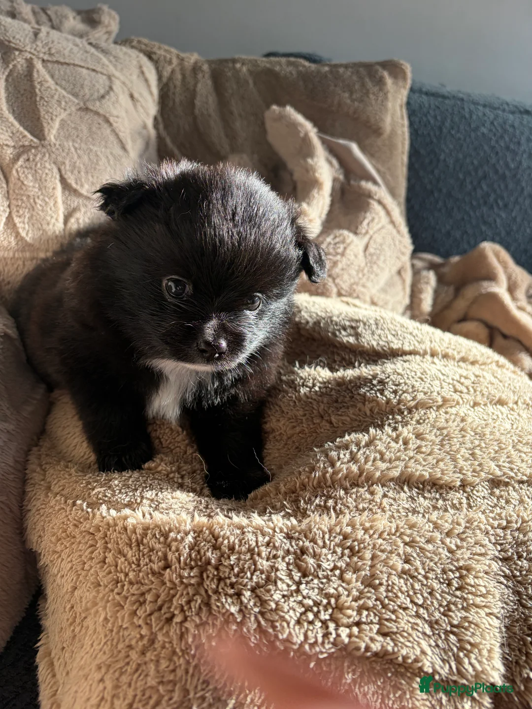 Pomchi honden te koop: Pomchi/pomeriaan - Advertentie 20