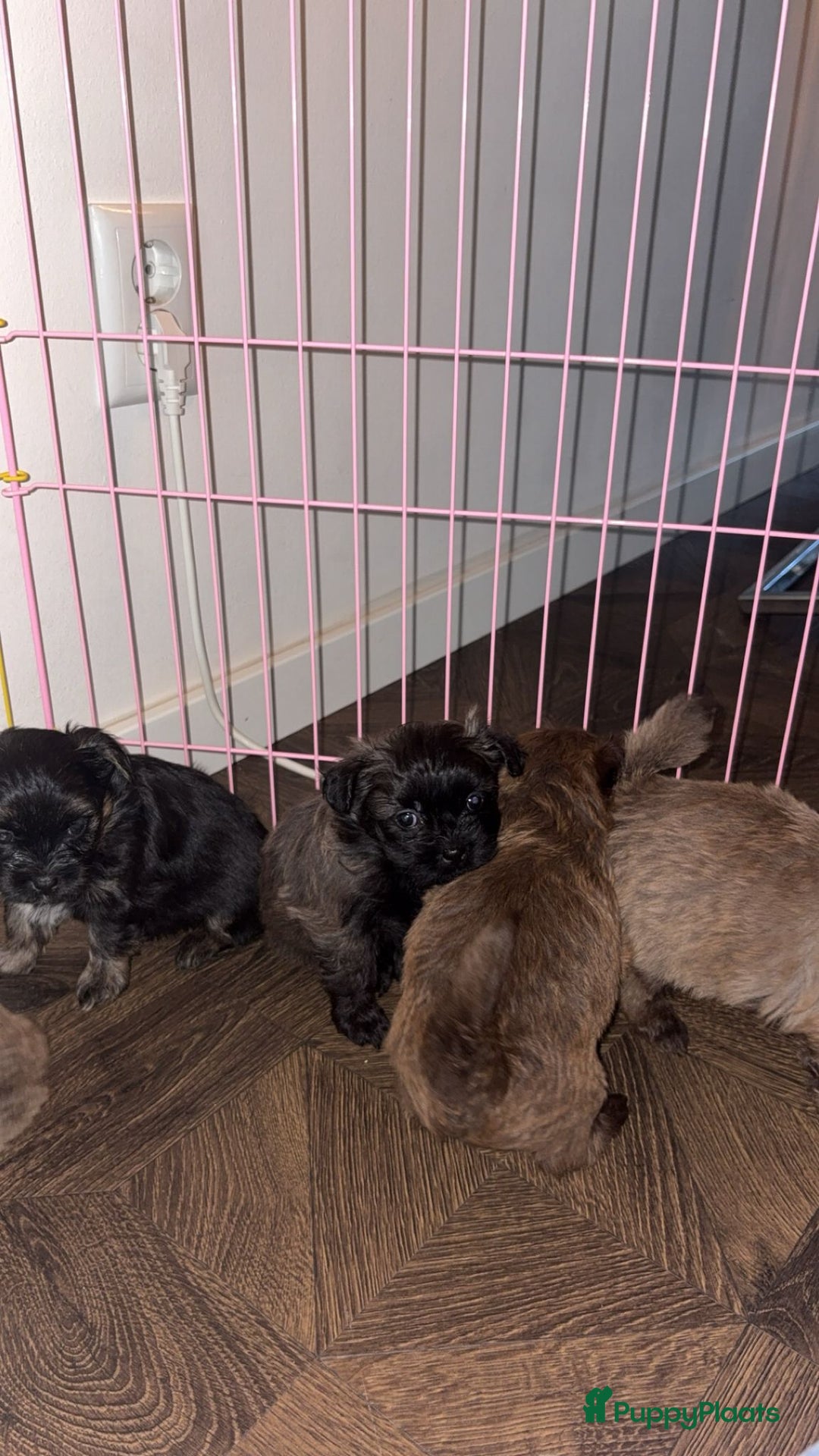Kruising honden te koop: Lieve pups zoeken een liefdevol thuis - Advertentie 14