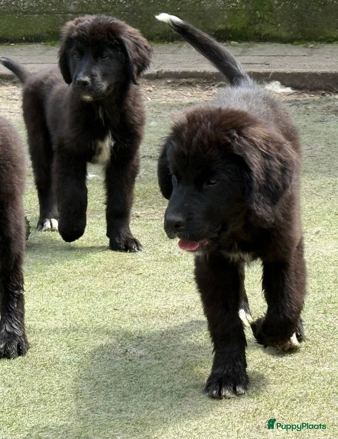 Kruising honden te koop: Newfoundlander Kruising pups  - Afbeelding 18