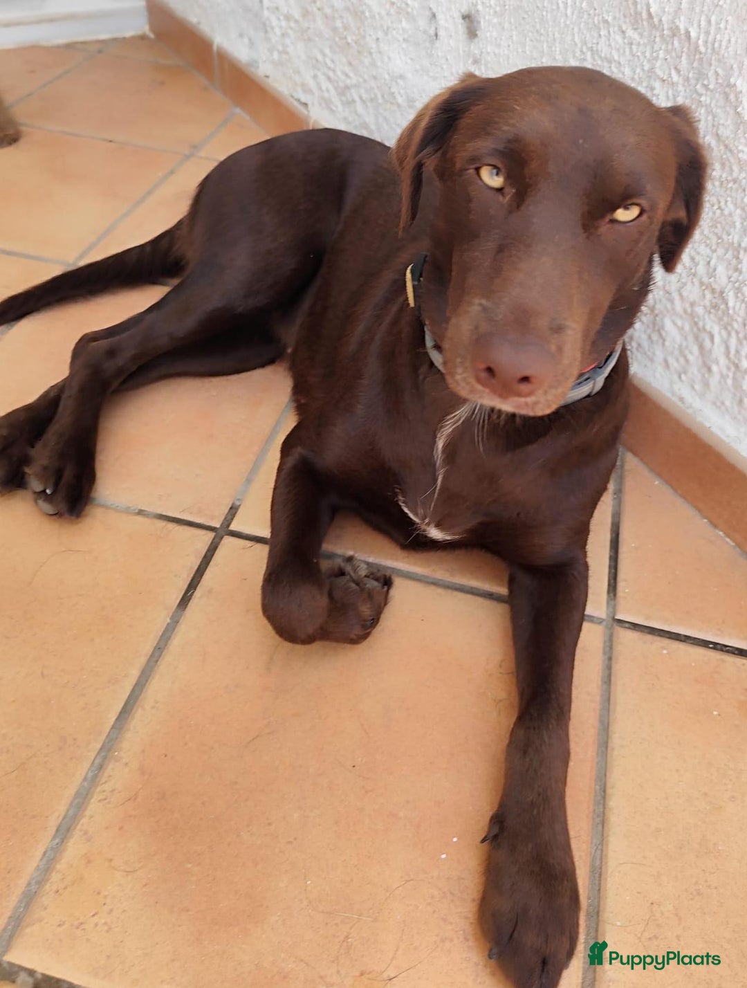 Labrador Retriever honden ter adoptie: lulu en maya twee labrador x  zoeken een en vriend - Afbeelding 11