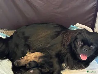 Kruising honden Nog 2 pups - Advertentie 4