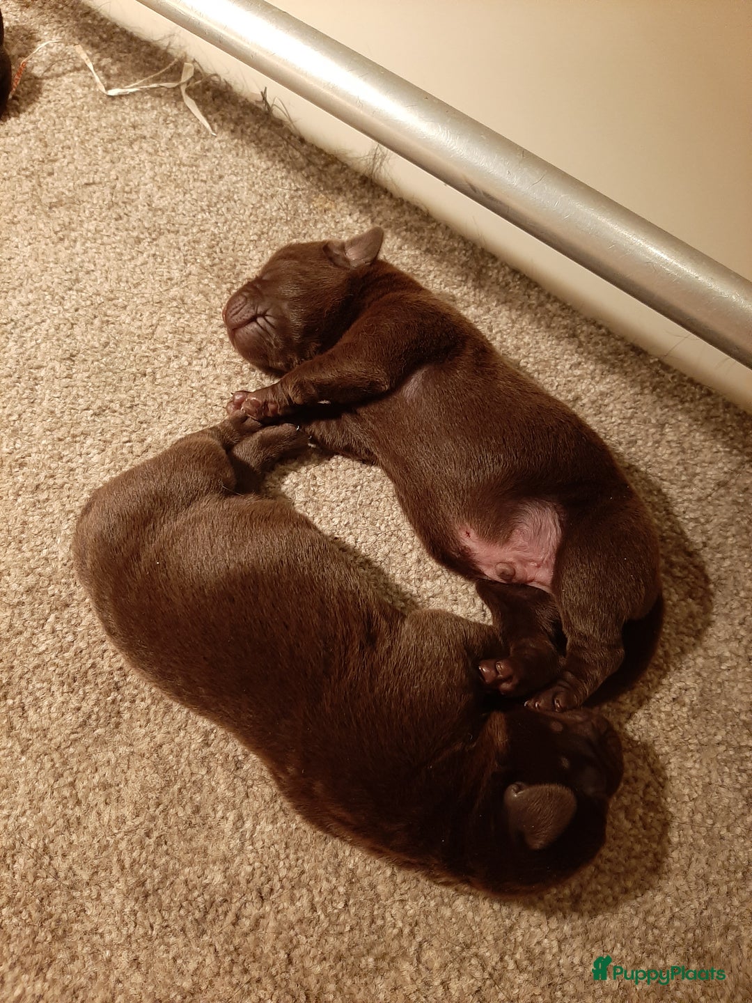 Labrador Retriever honden te koop: Labrador Retriever pups met stamboom - Advertentie 15