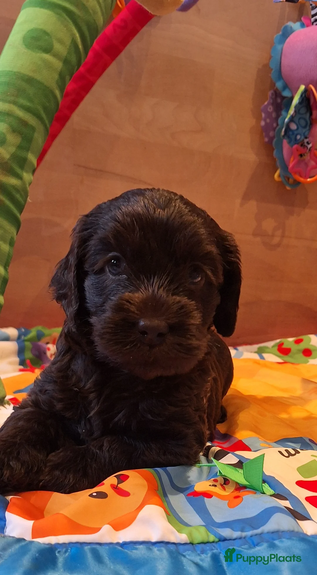 Kruising honden te koop: Australian labradoodle pups - Advertentie 5