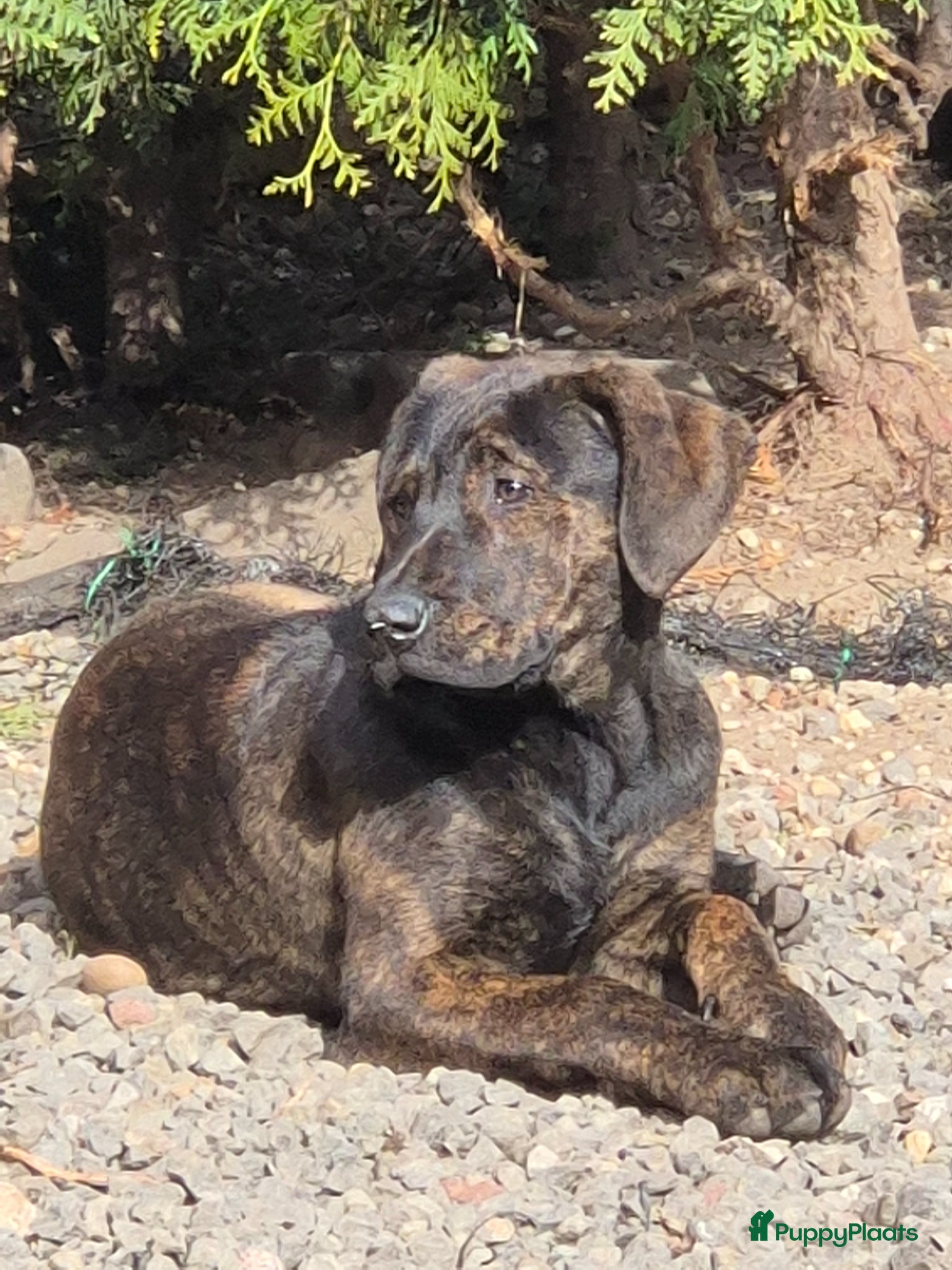 Kruising honden Presa Canario/ Rottweiler - Advertentie 15