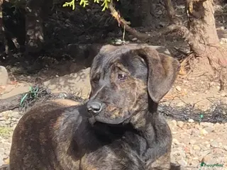 Kruising honden Presa Canario/ Rottweiler - Advertentie 15