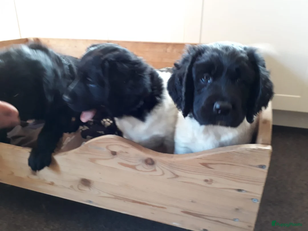 Kruising honden te koop: Enthousiaste Labrador X Friese Stabij pups - Advertentie 19