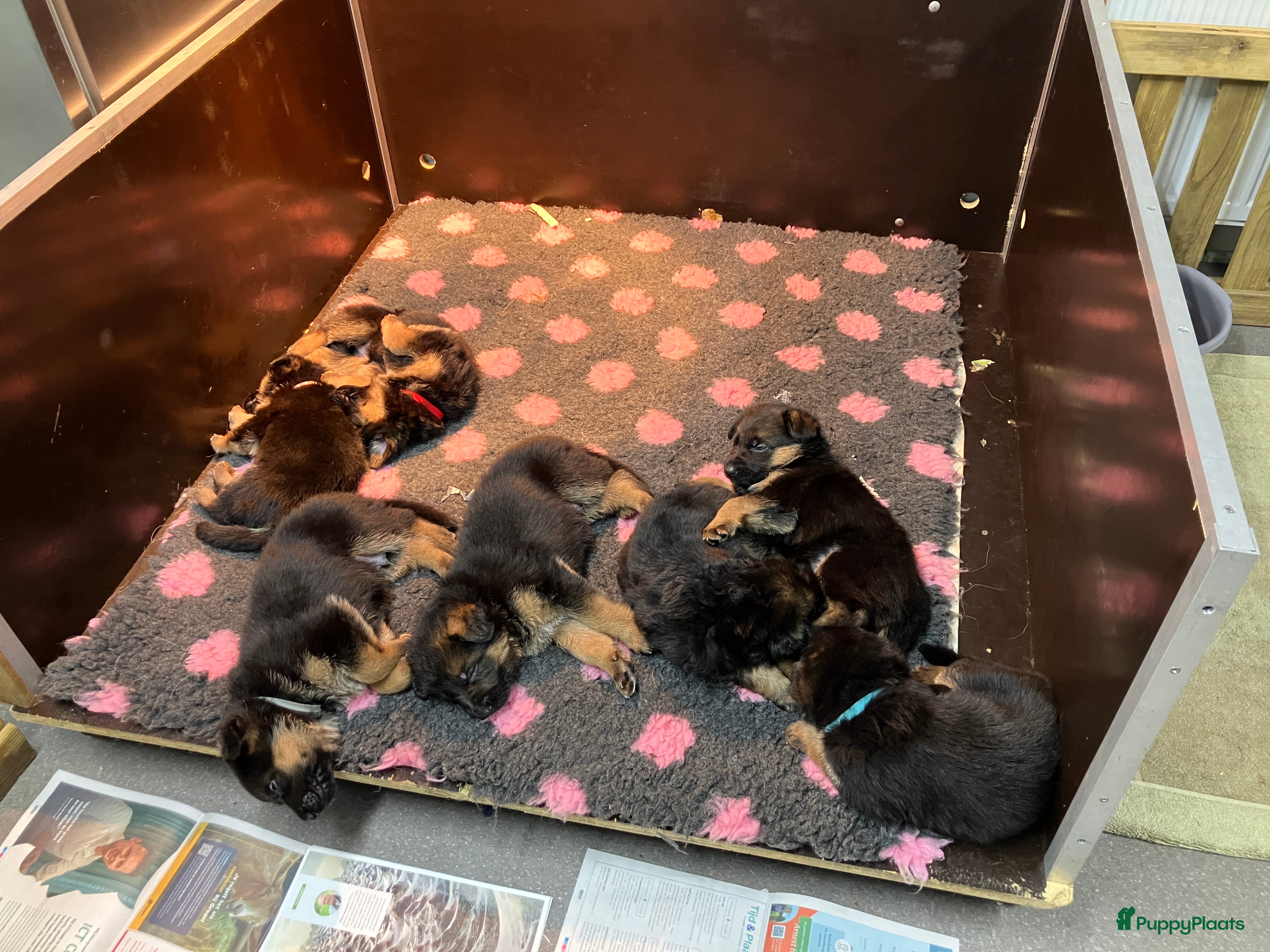 Duitse Herder honden Duitse Herder Puppy’s met Stamboom! - Advertentie 6