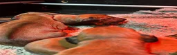 Rhodesian Ridgeback honden te koop: Prachtige Rhodesian Ridgeback pups met stamboom  - Advertentie 6