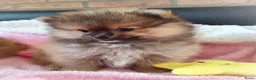 Pomeriaan honden te koop: Drie zeer schattige mini bearface pomeranian pups! - Advertentie 6