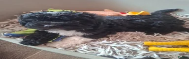 Kruising Puppy 4