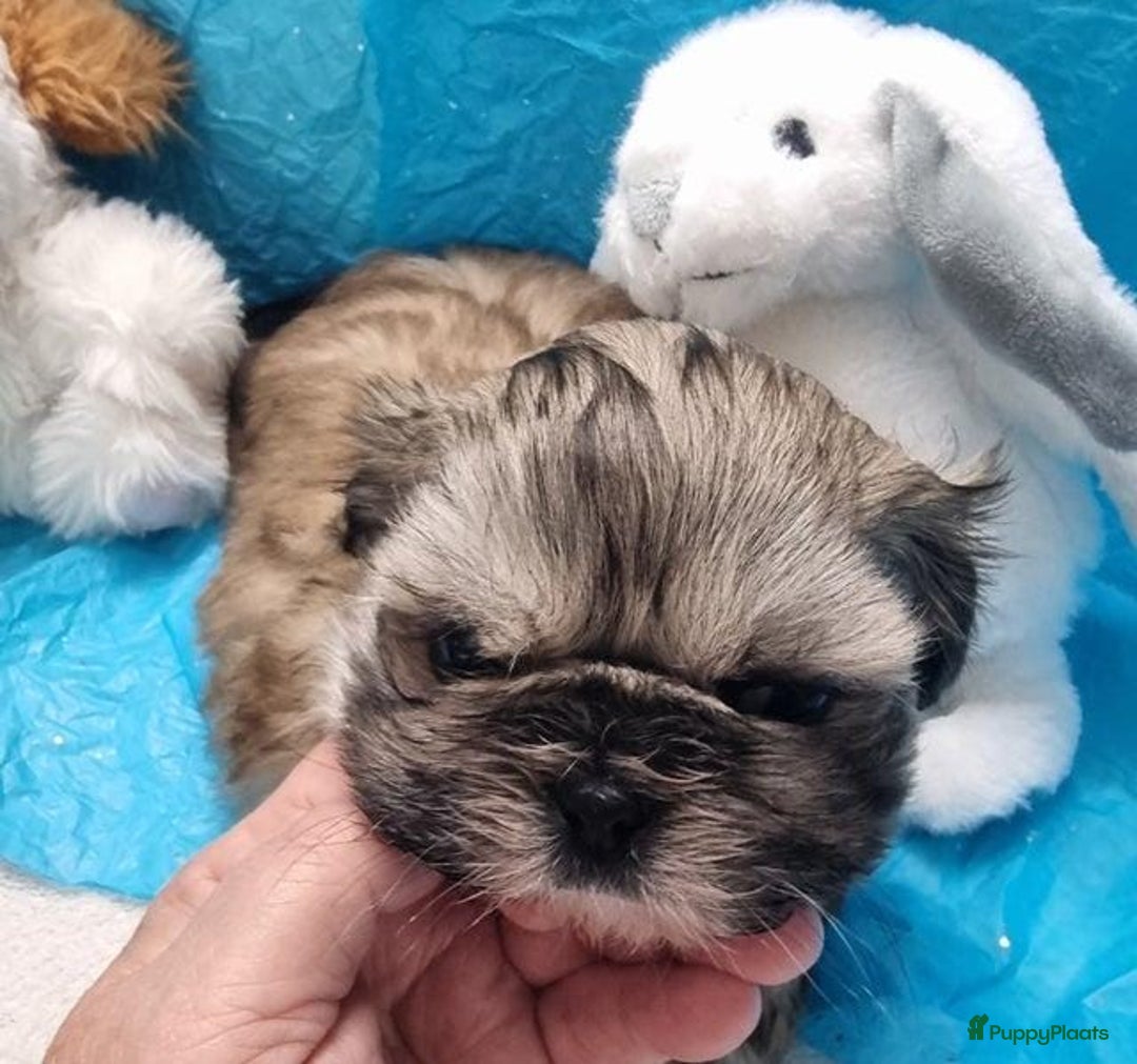 Shih Tzu honden te koop: Imperial Shih Tzu puppy's  - Advertentie 3