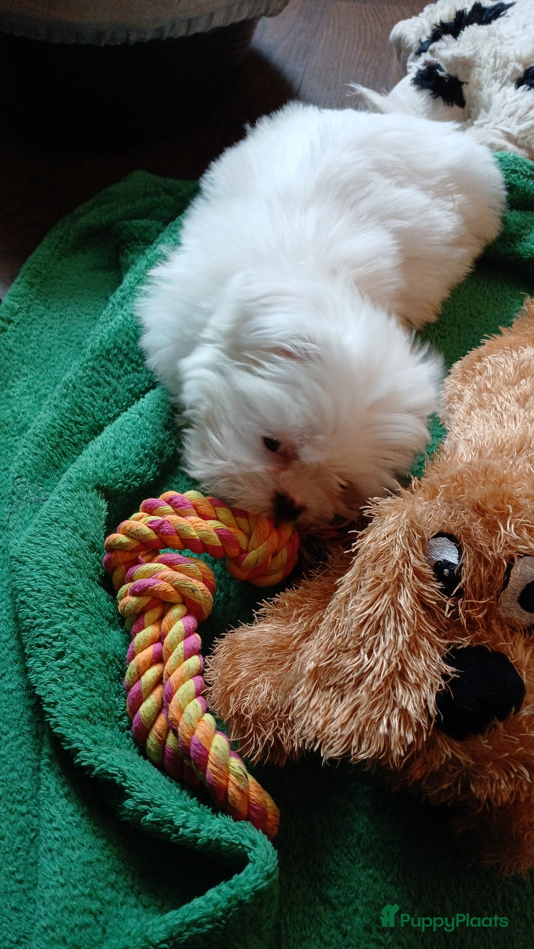 Malshi honden te koop: Shih Tzu/Maltezer kruising – teefje met paspoort - Advertentie 3