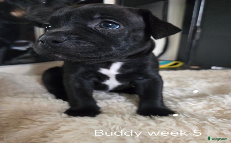 Kruising honden - Advertentie 1