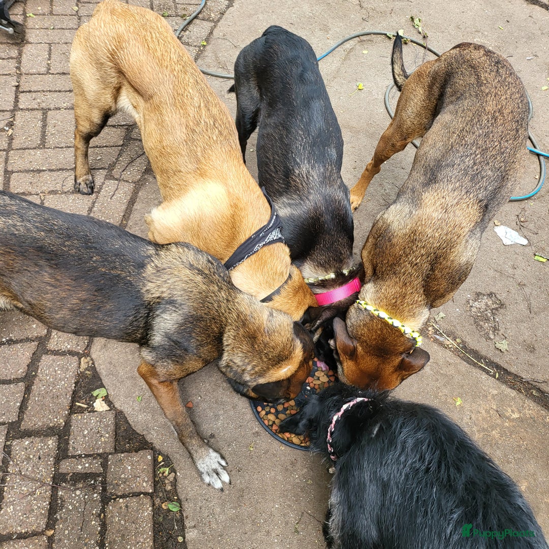 Galerij afbeelding {{count}}