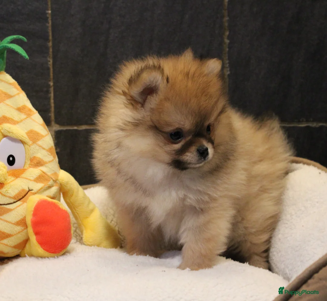 Pomeriaan honden te koop: Pomeriaan pups - Advertentie 4