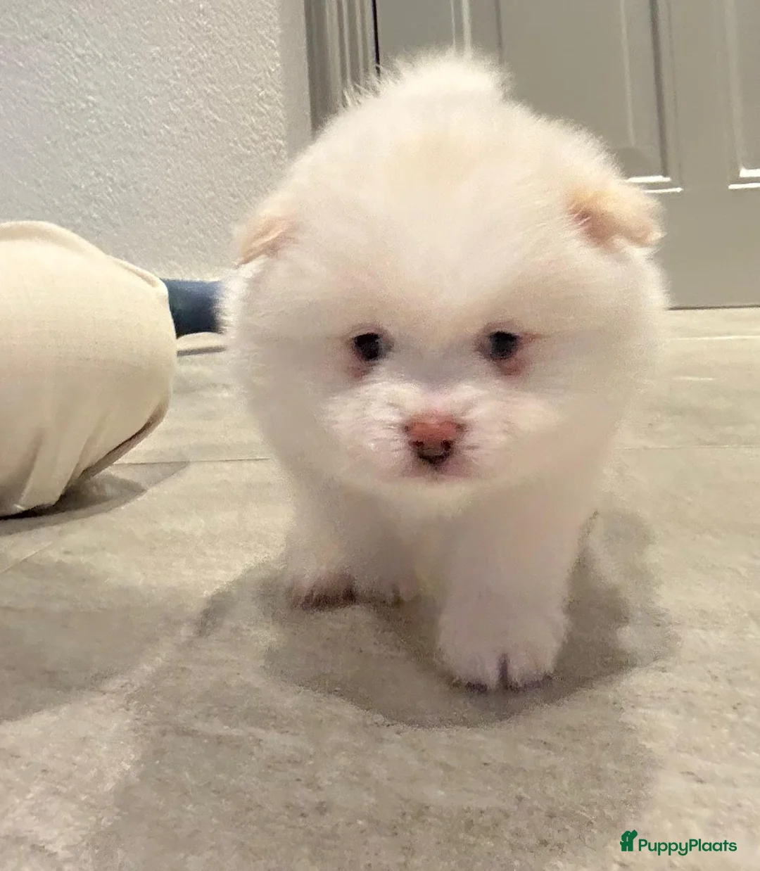 Kruising honden te koop: Teddy dog mini Chow Chow  - Advertentie 3