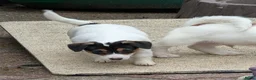 Jack Russel Terriër honden te koop: Nog 4 lieve Jack Russell pups met stamboom  - Advertentie 14