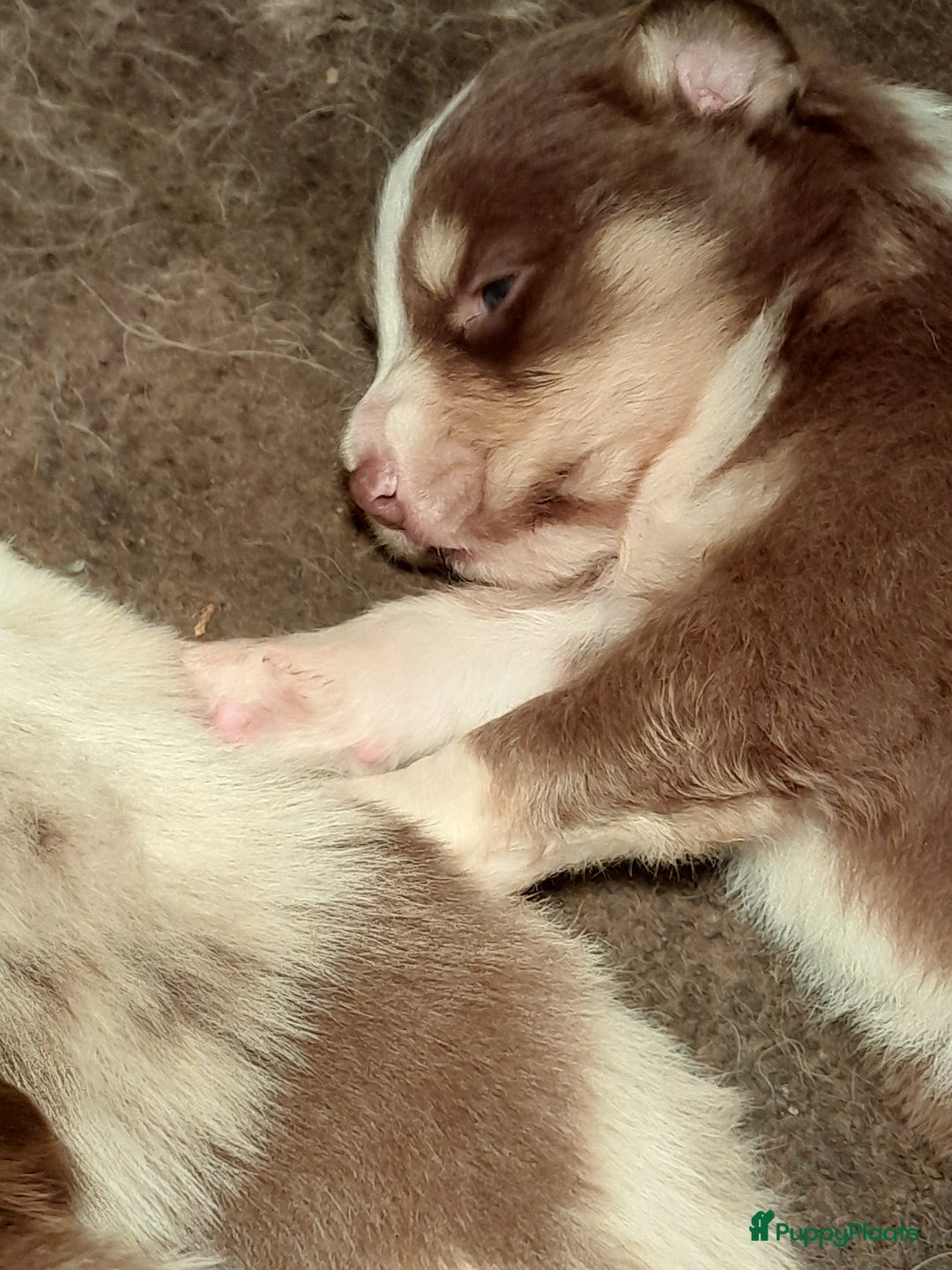 Australian Shepherd honden te koop: Lieve raszuivere australian shepherd pups  - Advertentie 15