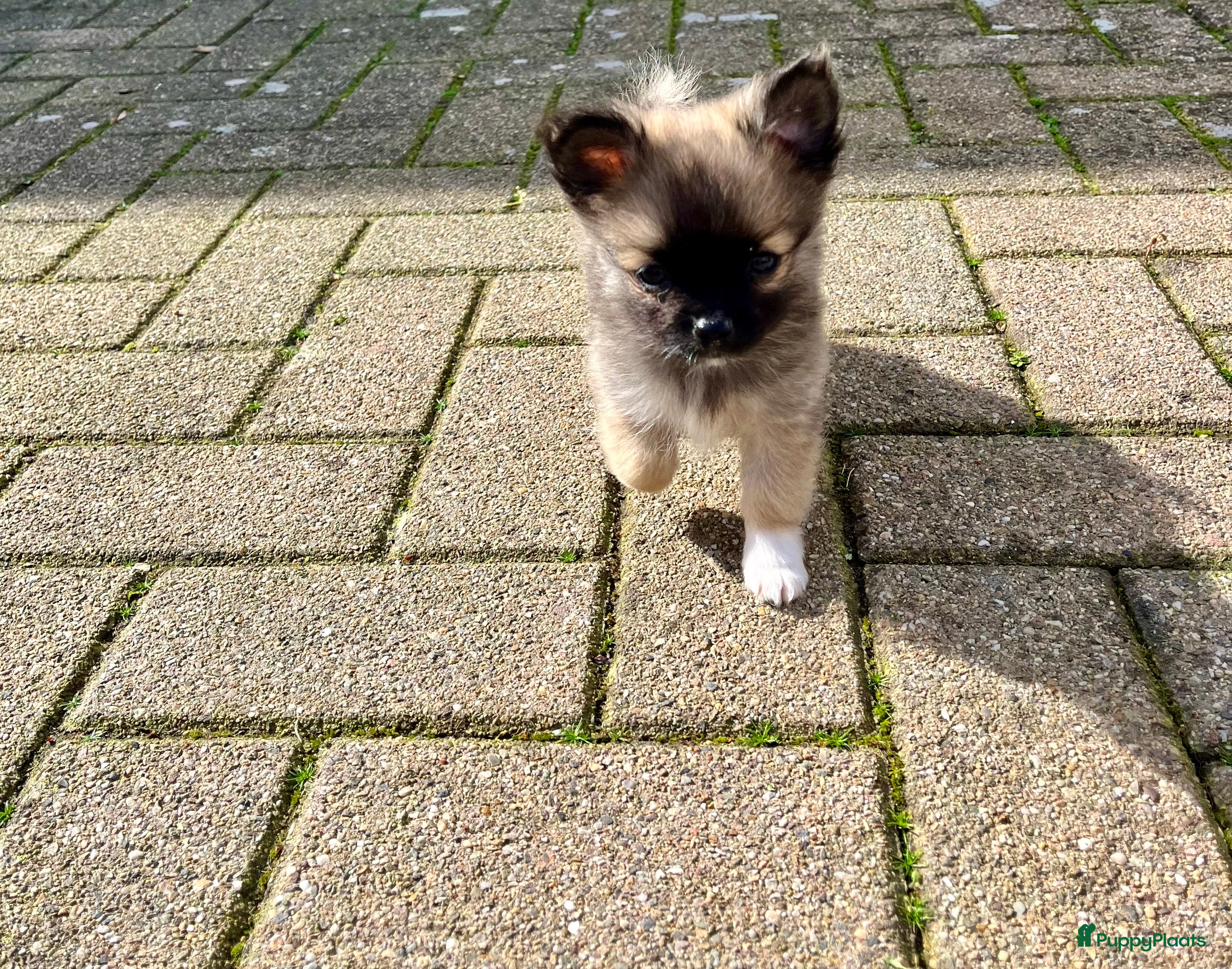 Pomeriaan honden 3 Schattige Pomeriaan Reutjes Beschikbaar - Advertentie 4