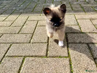 Pomeriaan honden 3 Schattige Pomeriaan Reutjes Beschikbaar - Advertentie 4