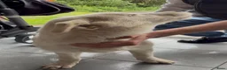 Siberische Husky honden te koop: Pablo, Mali en Mala zoeken een gouden mandje! - Advertentie 5