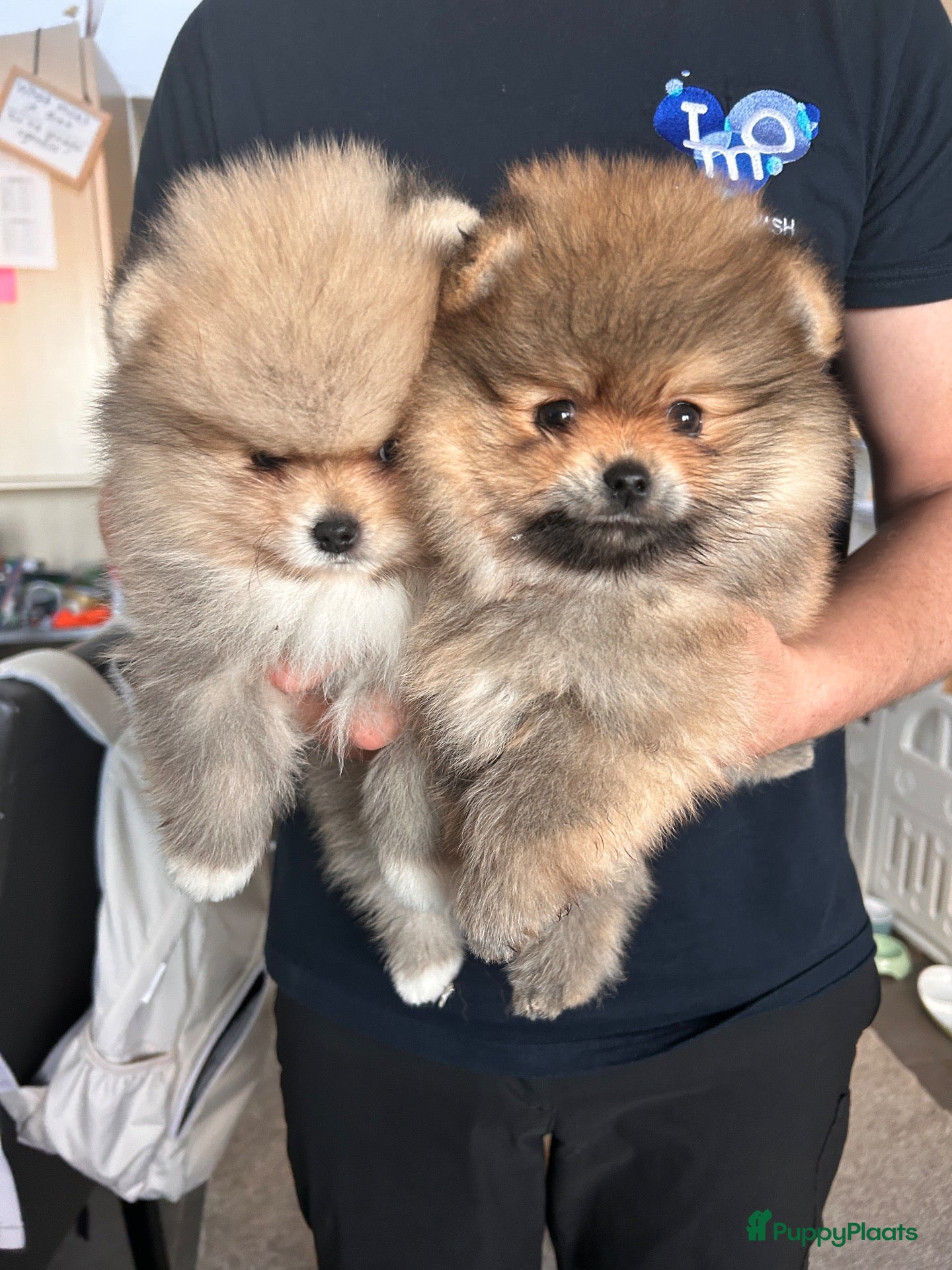 Pomeriaan honden 🌺Pomeranian 🌺 - Advertentie 3
