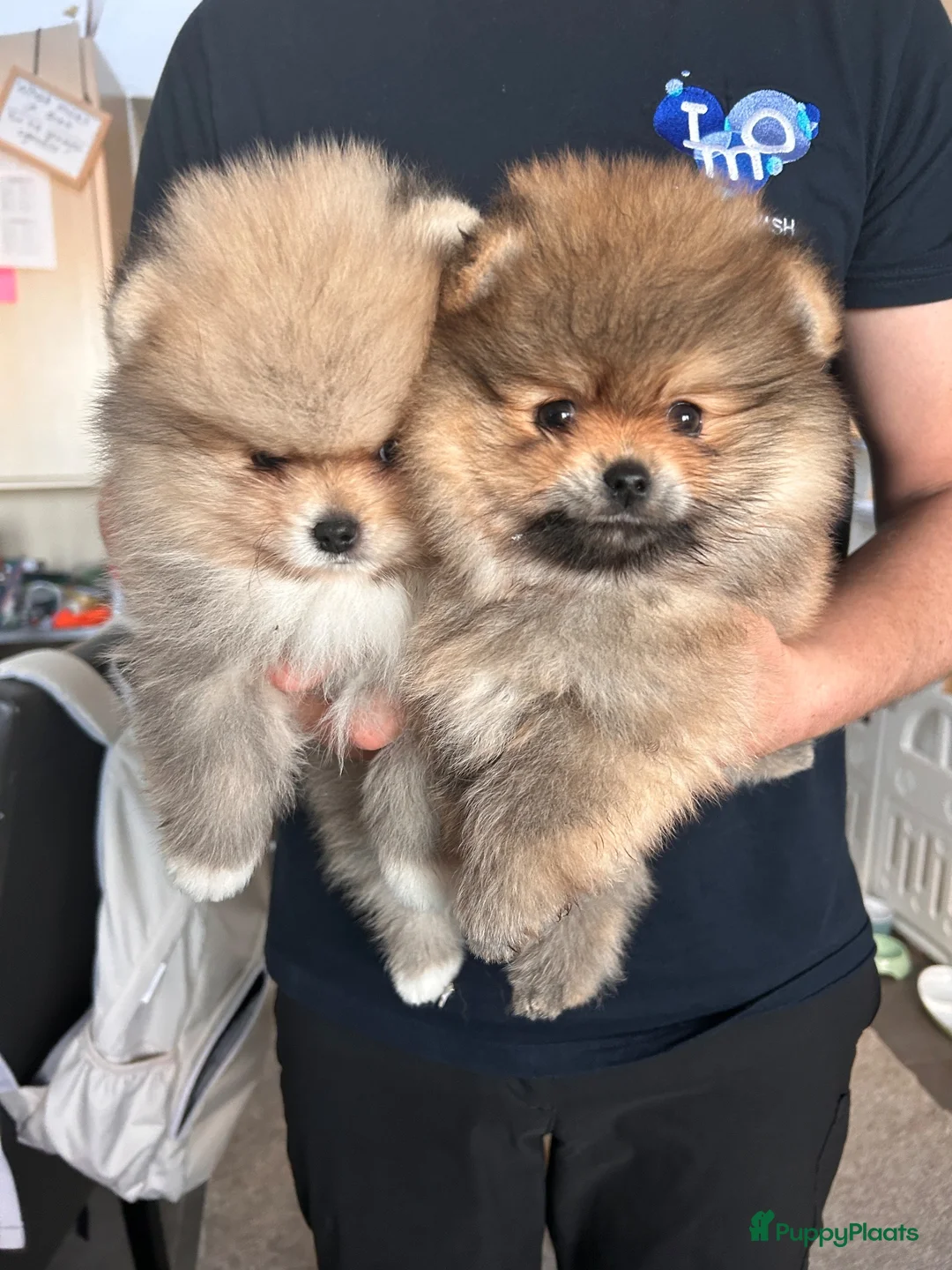Pomeriaan honden te koop: 🌺Pomeranian 🌺 - Advertentie 1