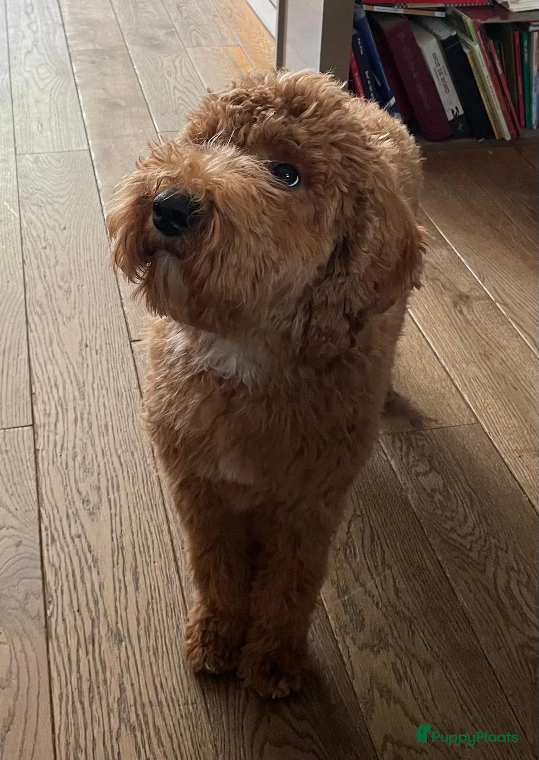 Kruising honden te koop: MINI x Medium labradoodle pups 🤎🖤 - Advertentie 19