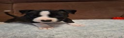 American Staffordshire Terriër honden te koop: American Staffordshire Terriers Pupps  - Advertentie 4