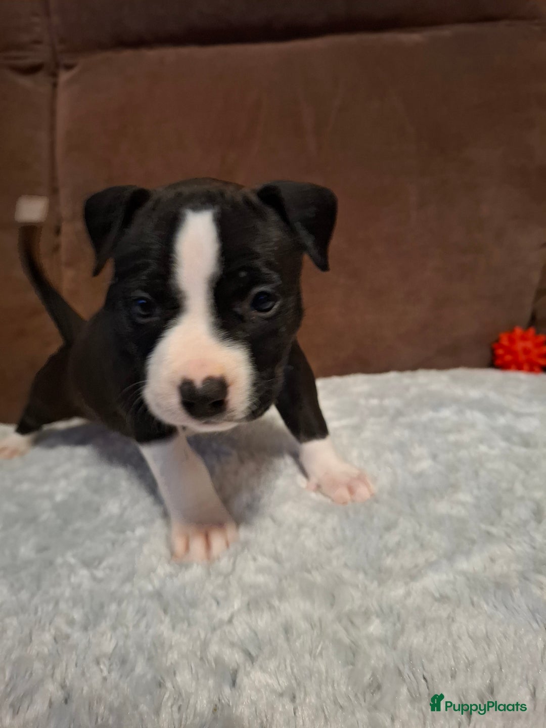 American Staffordshire Terriër honden te koop: American Staffordshire Terriers Pupps  - Advertentie 4