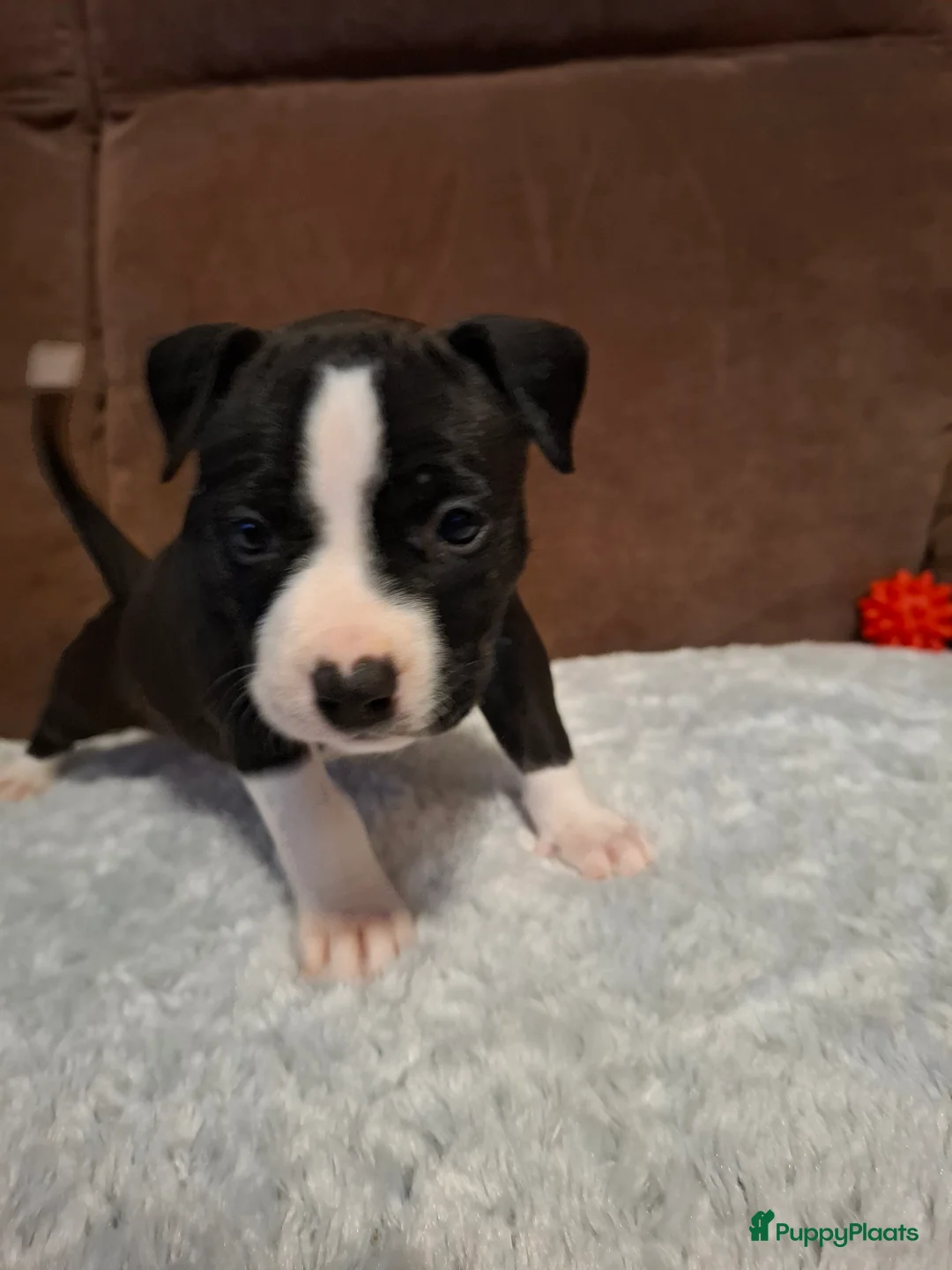 American Staffordshire Terriër honden te koop: American Staffordshire Terriers Pupps  - Advertentie 7