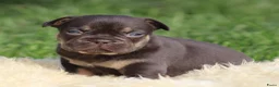 Franse Bulldog honden te koop: Franse Bulldog pups - Advertentie 8