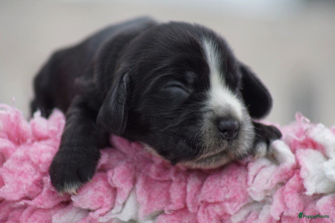 Engelse Cocker Spaniel honden te koop: Engelse Cocker Spaniel Pups met Stamboom  - Afbeelding 10