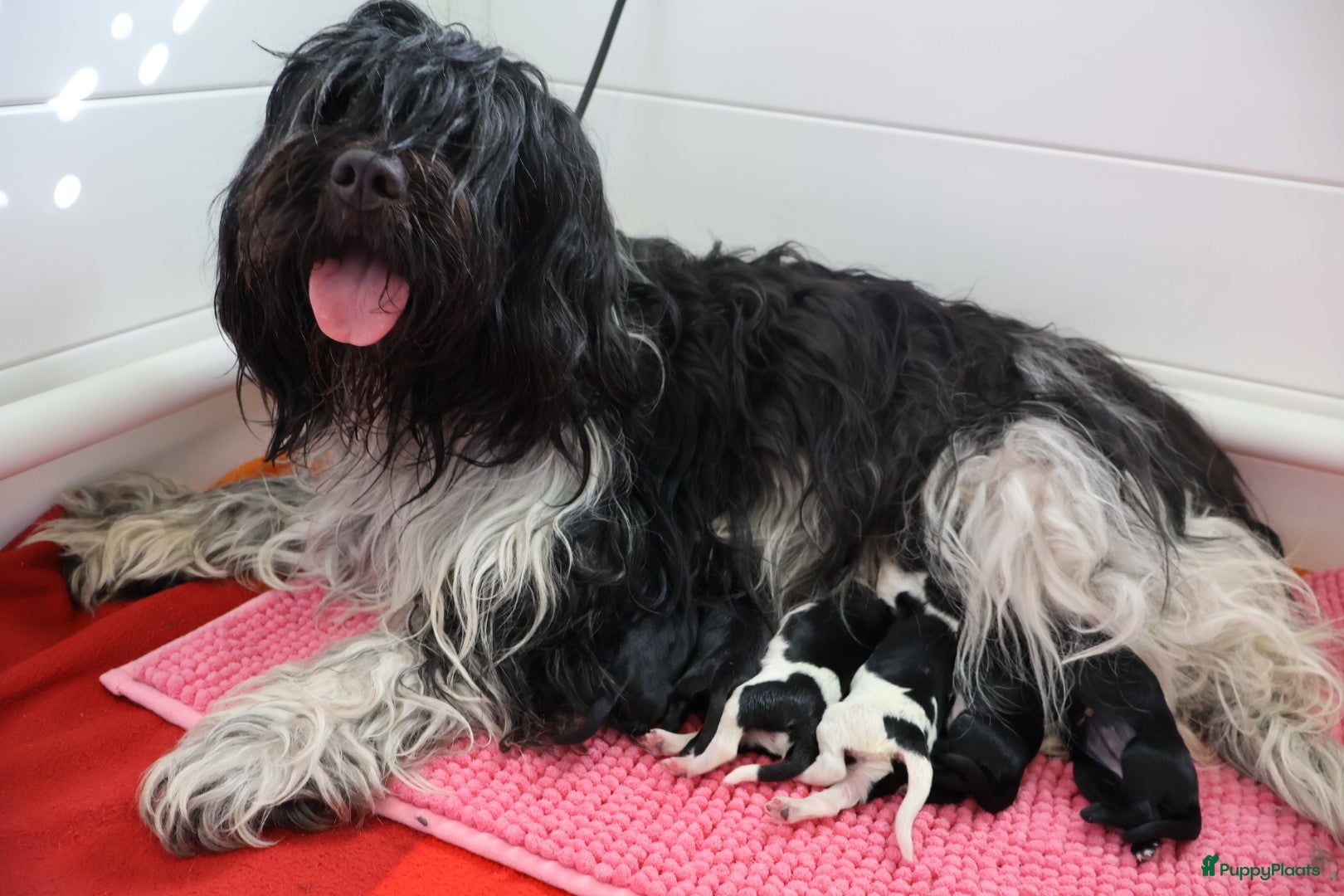 Nederlandse Schapendoes honden Mooie schapendoespuppy's te koop - Advertentie 1