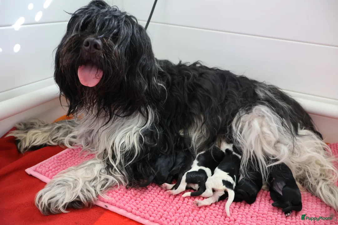 Nederlandse Schapendoes honden te koop: Mooie schapendoespuppy's te koop - Advertentie 1