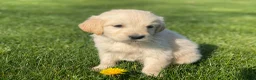 Golden Retriever honden te koop: Golden retriever pups - Advertentie 8