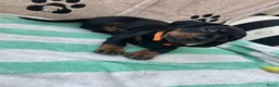 Teckel (korthaar)  honden te koop:  Prachtige standaard korthaar teckels pups  - Advertentie 4